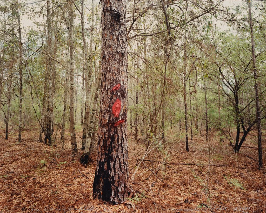 Pine cut and marked, Apalachicola, National Forest, from the Tallahassee Amid Generations portfolio