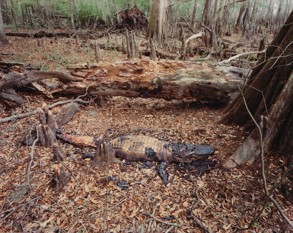 Alligator, gunshot victim, from the Tallahassee Amid Generations portfolio