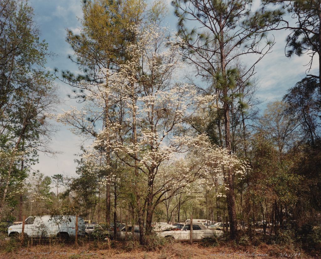 Dogwood tree in bloom, South of Tallahassee, from the Tallahassee Amid Generations portfolio