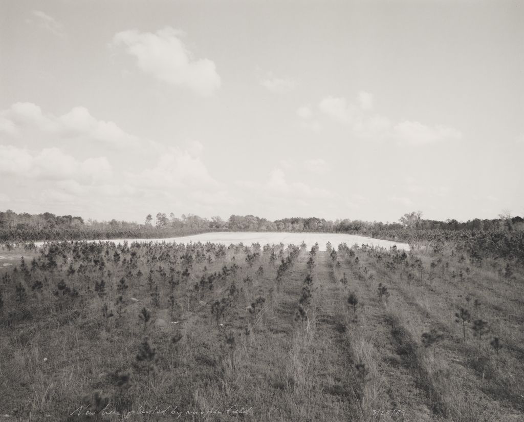 New trees planted by an open field, from the Tallahassee Amid Generations portfolio
