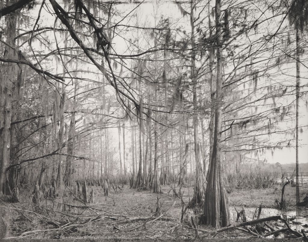 Light through the cypress, Lake Iamonia, from the Tallahassee Amid Generations portfolio