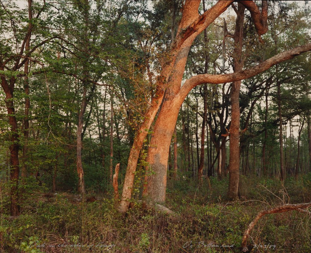 Oak on the edge of forest, Ox Bottom Road, from the Tallahassee Amid Generations portfolio