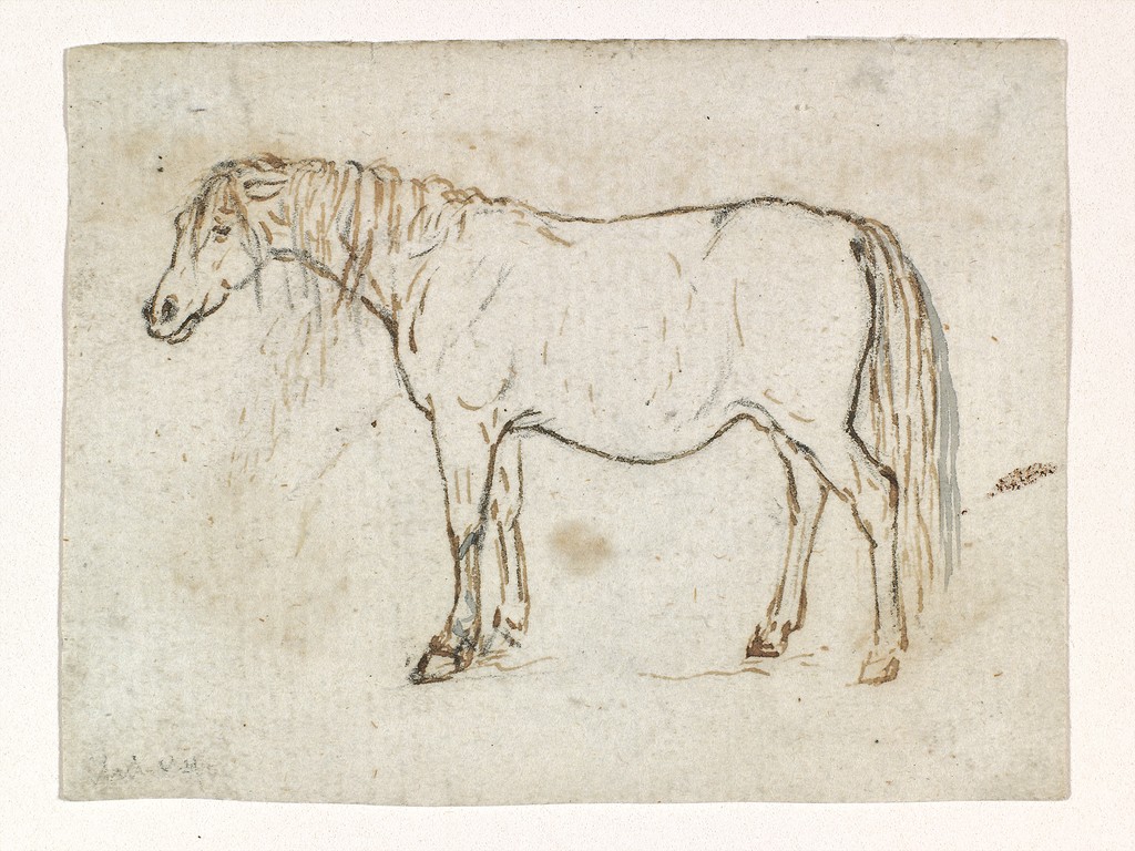 Study of a Horse (Standing)