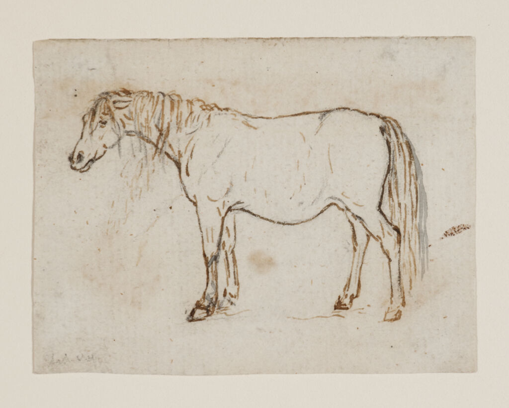 Study of a Horse (Standing)