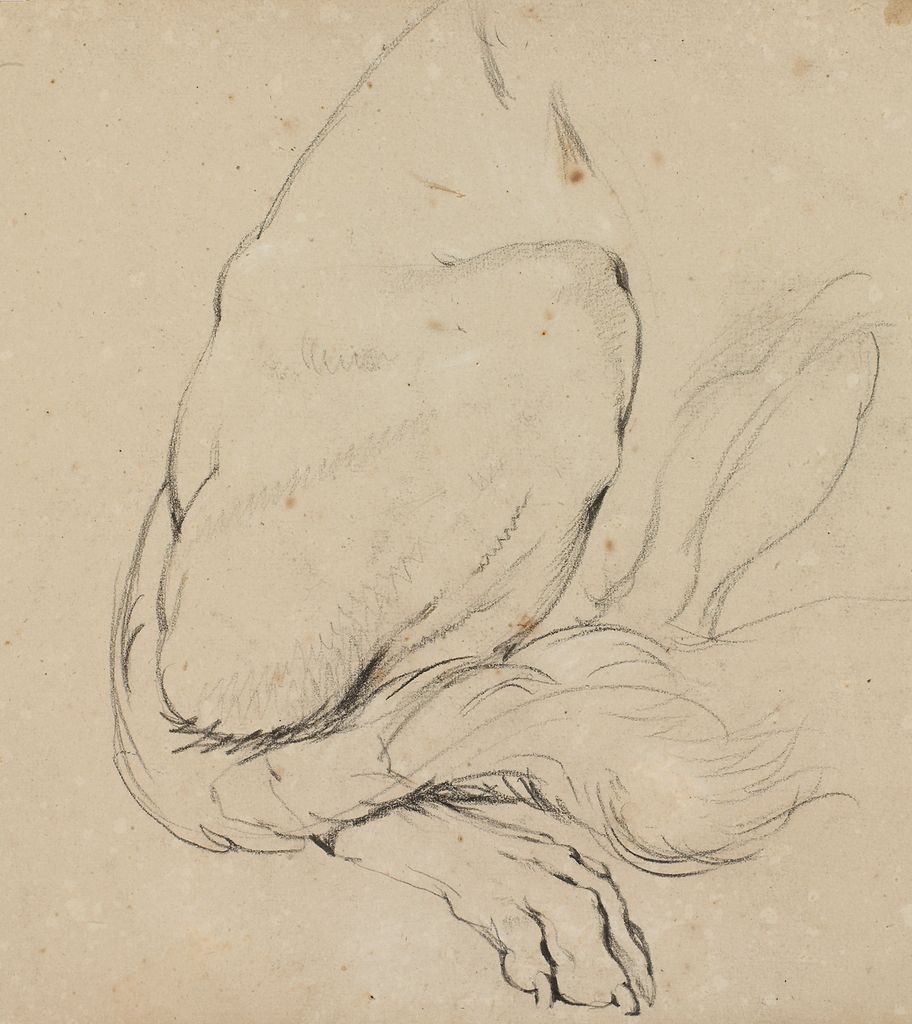 Lion’s Rear and Foot