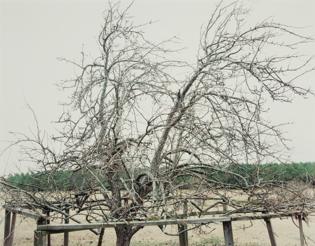 Pear Tree, near Akron, Alabama, 2000 (January 1)