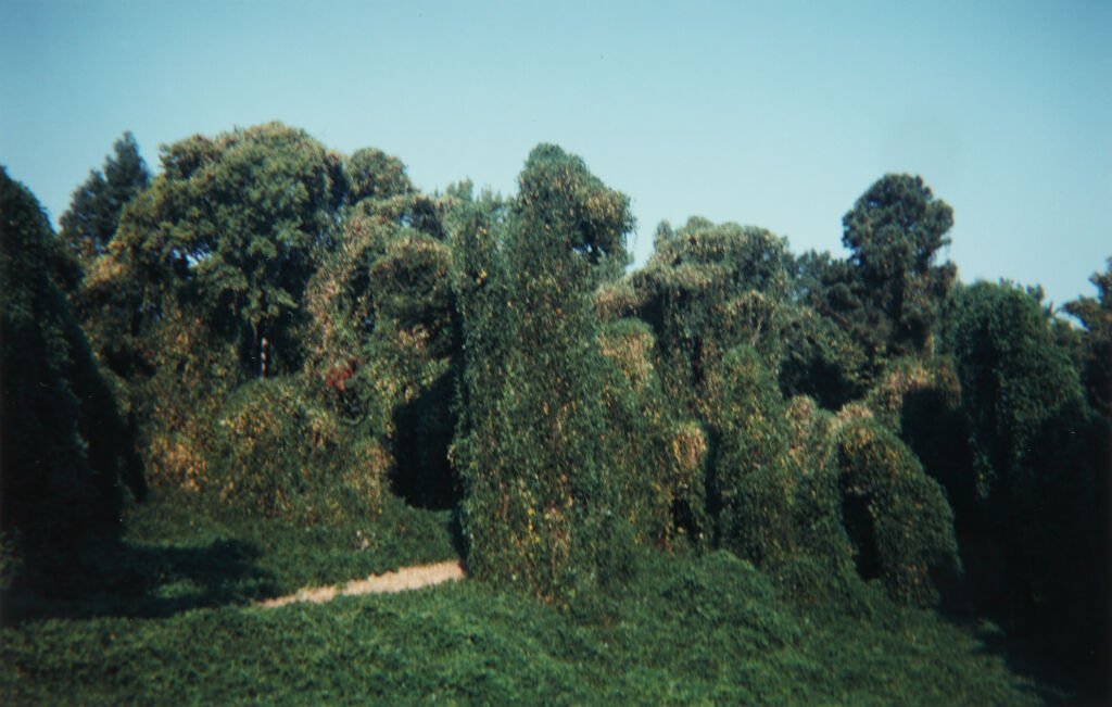 Kudzu in Early Morning, Tuscaloosa County, Alabama, 1999 (Aug.)