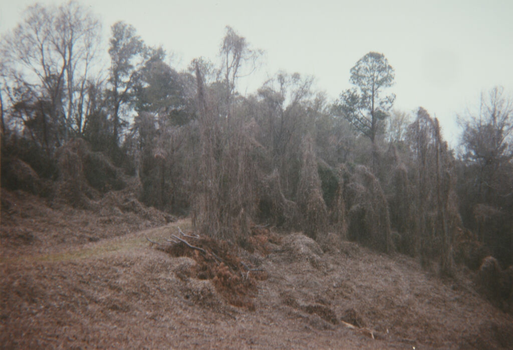 Kudzu in Early Morning, Tuscaloosa County, Alabama, 2000 (Jan. 1)