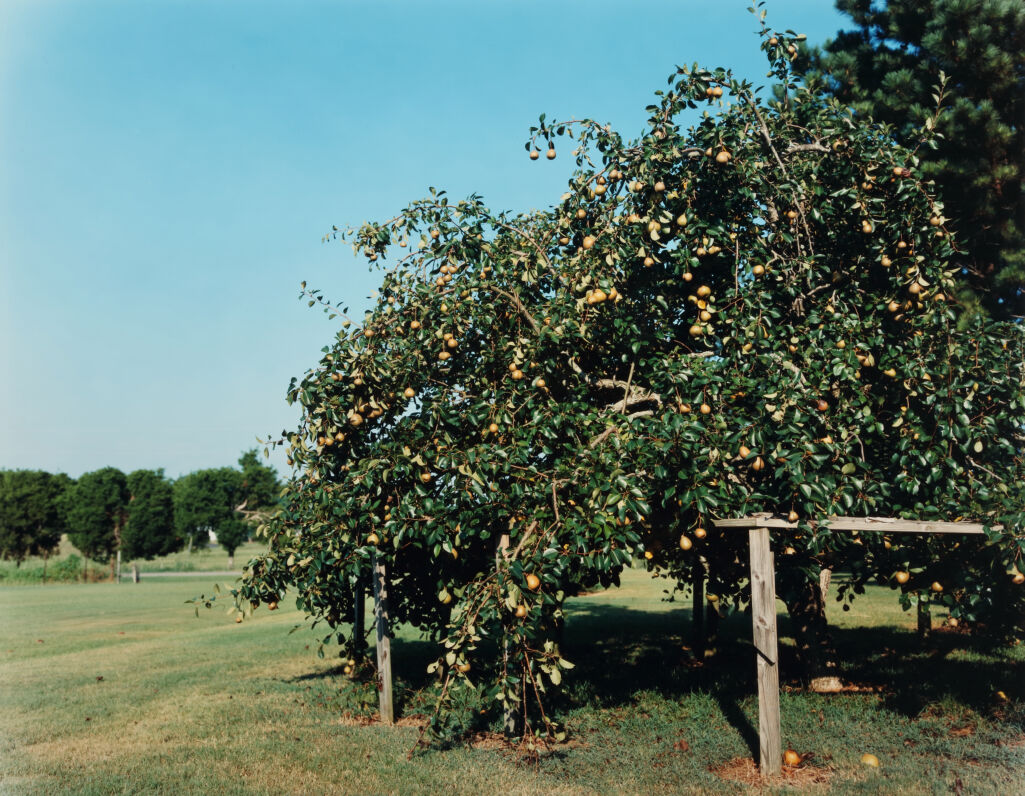 Pear Tree, near Akron, Alabama, 1999 (Aug.)