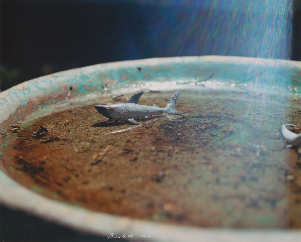 Birdbath shark, 3/99