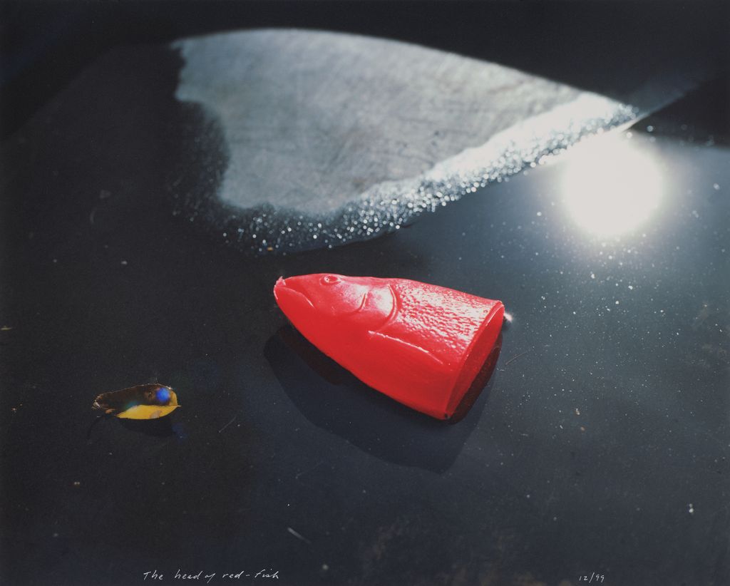 The head of red fish, 12/99