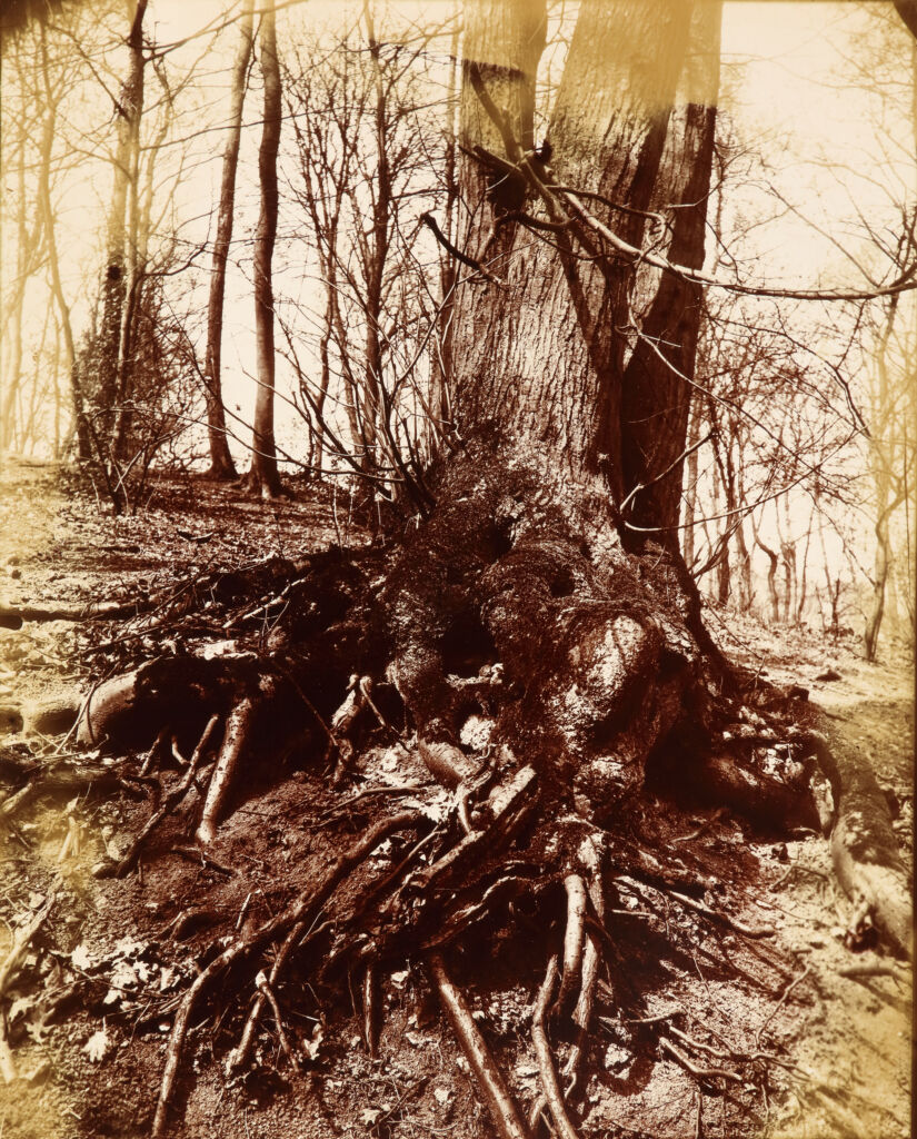 Saint-Cloud (arbre)