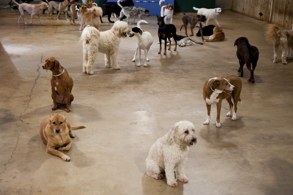 The Doguroo, Dog Care Centre