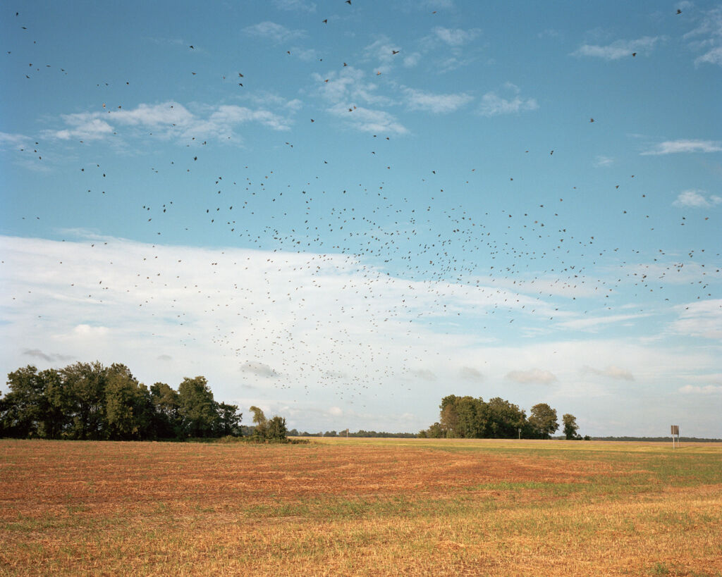 Birds in Flight