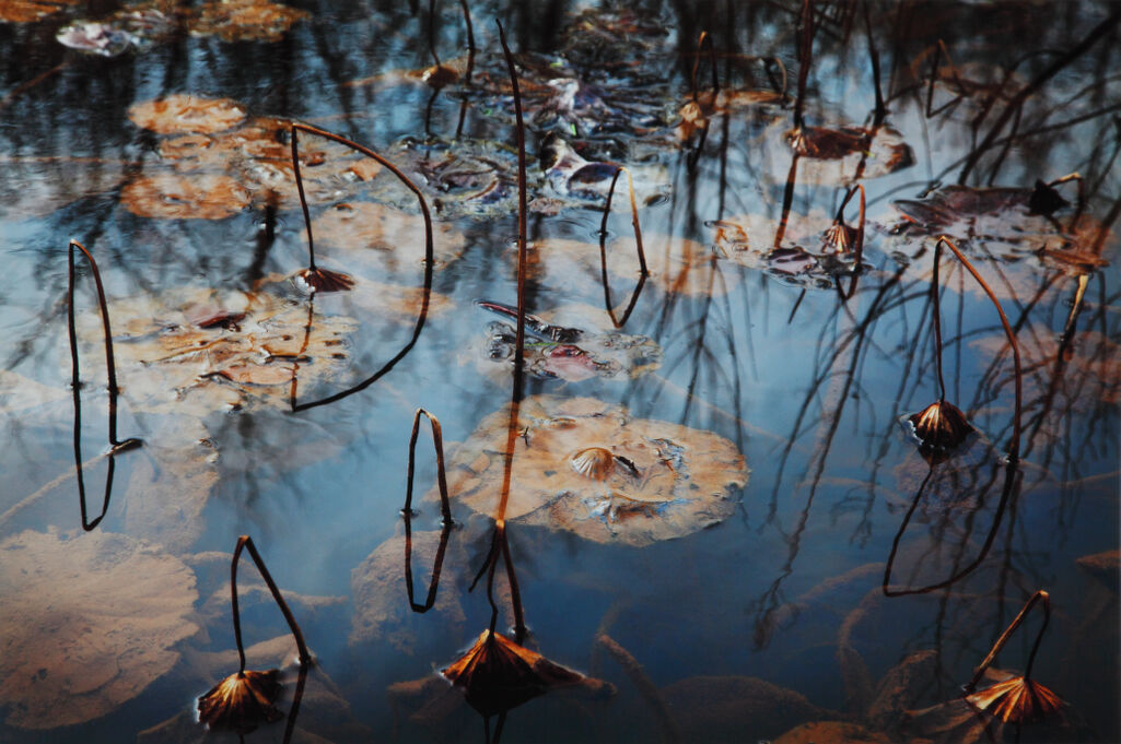 Hatcher’s Pond—Blue (from the 2nd series)