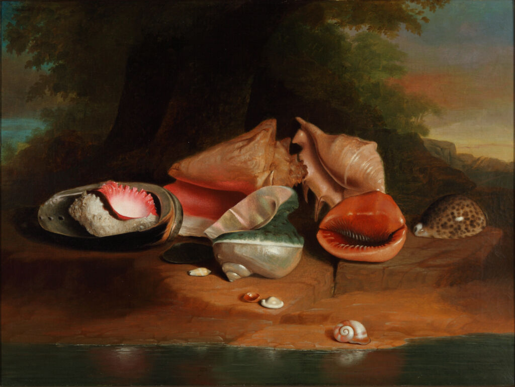 Still Life with Shells