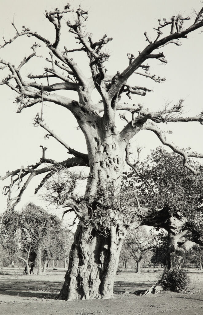 Baobab Tree