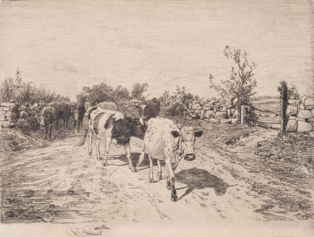 (Cattle on Road)