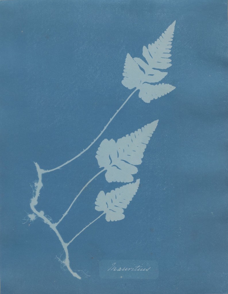 Mauritius, from Cyanotypes of British and Foreign Flowering Plants and Ferns