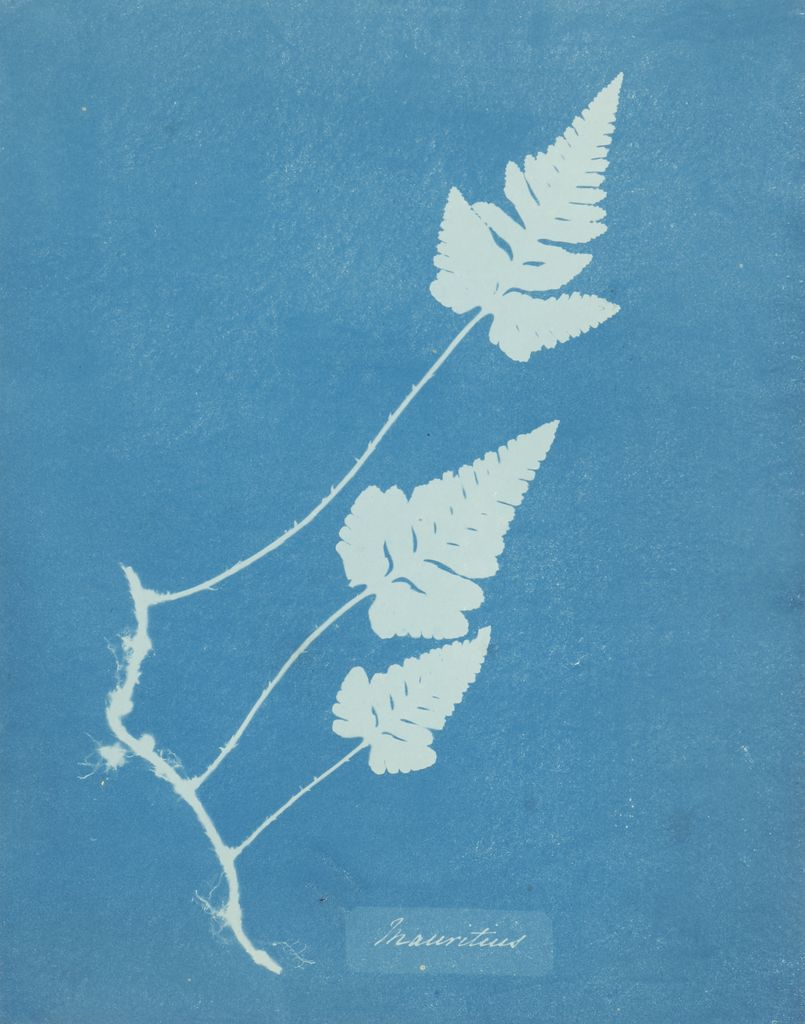 Mauritius, from Cyanotypes of British and Foreign Flowering Plants and Ferns