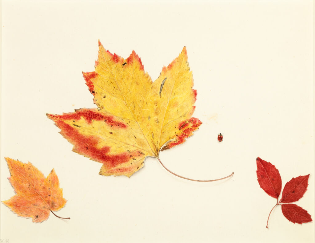 Studies from Nature
