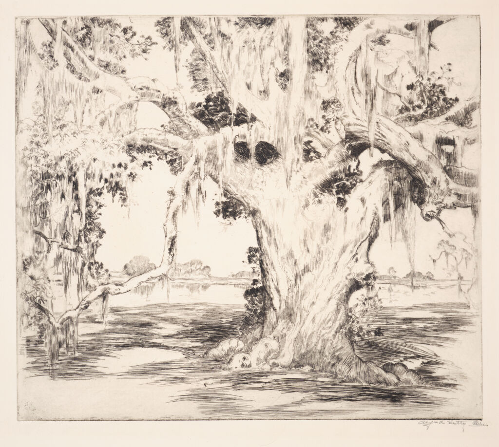 An Oak in Middleton Place