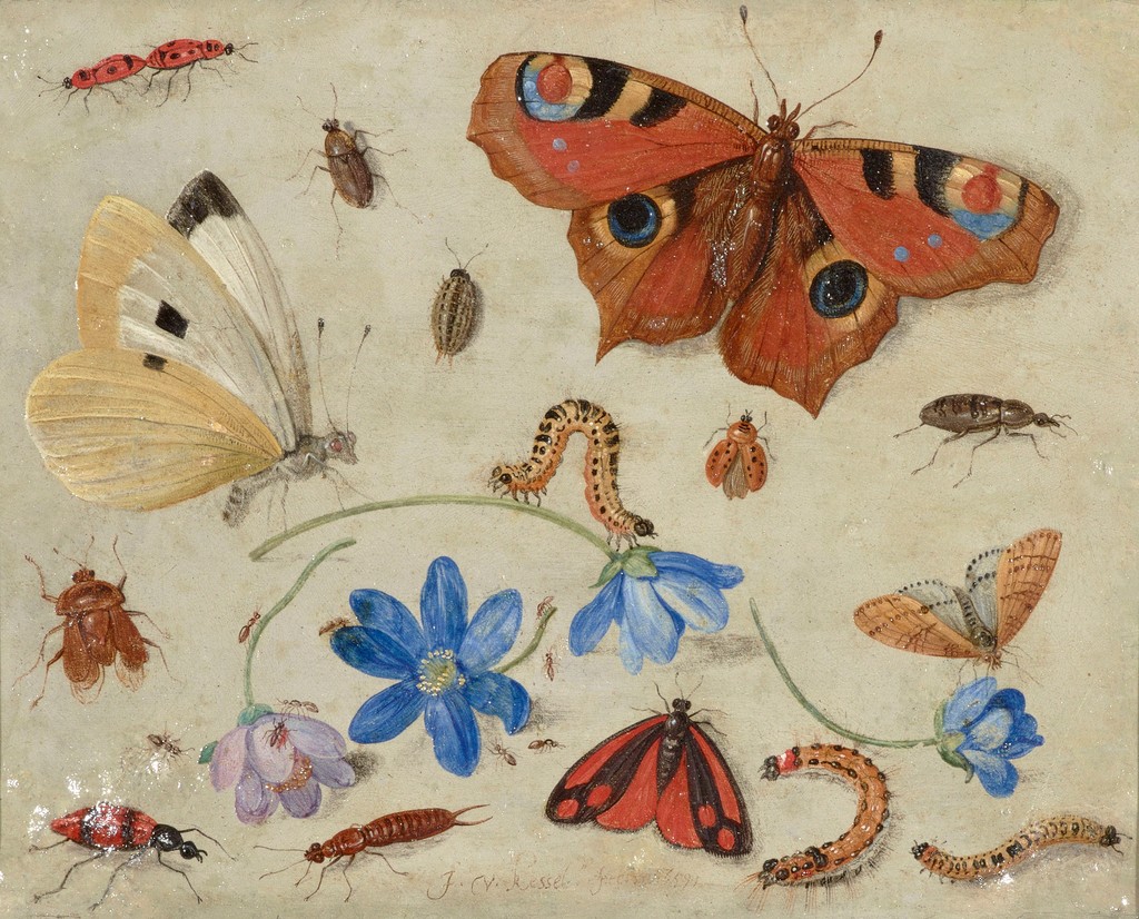 Butterflies, Caterpillars, Other Insects, and Flowers