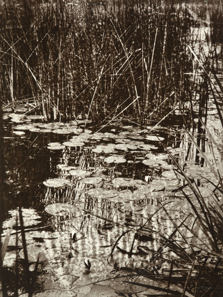 Nenuphars, (Water-lilies)