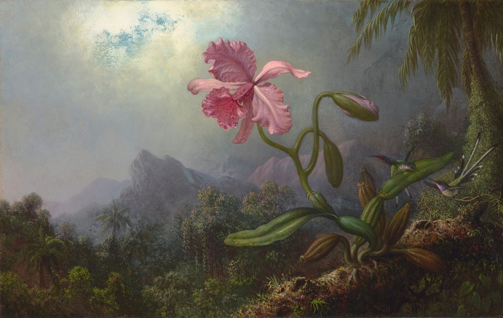 Two Hummingbirds with an Orchid