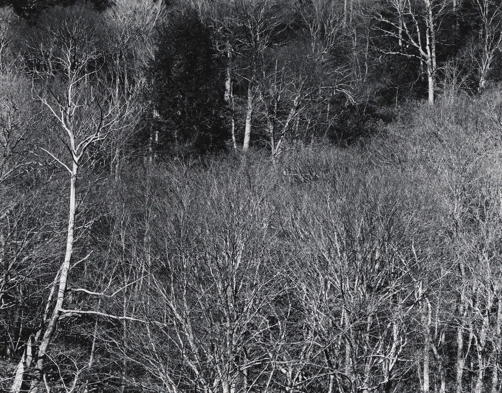 Untitled (From Portfolio of 11)